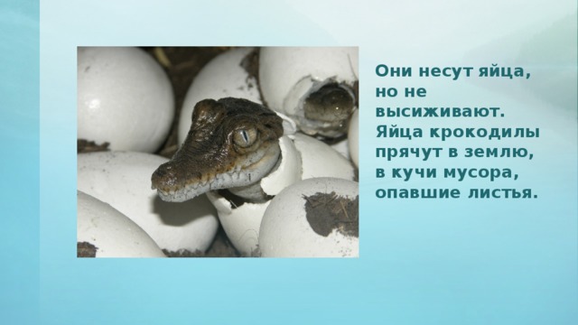 Они несут яйца, но не высиживают. Яйца крокодилы прячут в землю, в кучи мусора, опавшие листья.