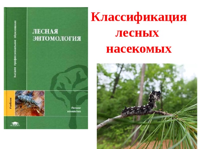 Классификация лесных  насекомых