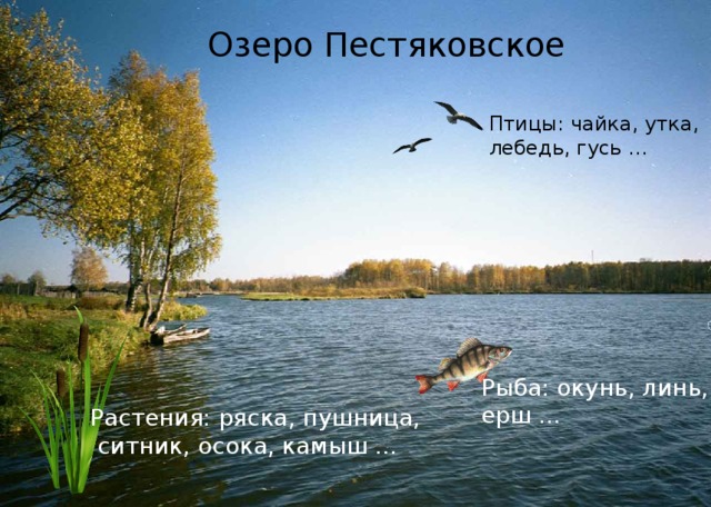 Озеро Пестяковское Птицы: чайка, утка, лебедь, гусь … Рыба: окунь, линь, ерш … Растения: ряска, пушница,  ситник, осока, камыш …