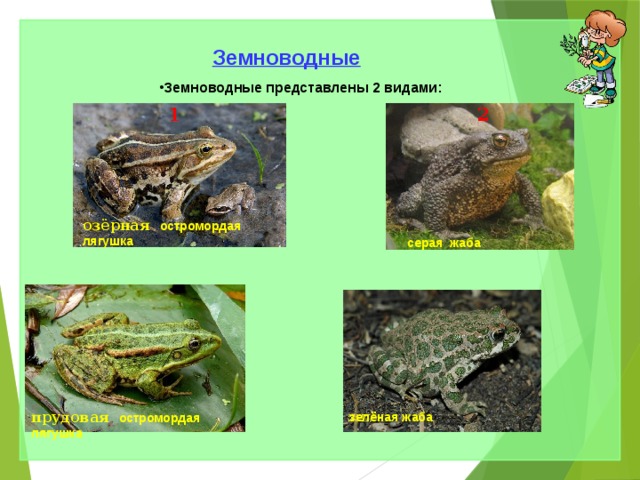 Земноводные Земноводные представлены 2 видами:  1 2 озёрная  остромордая лягушка серая жаба прудовая остромордая лягушка зелёная жаба