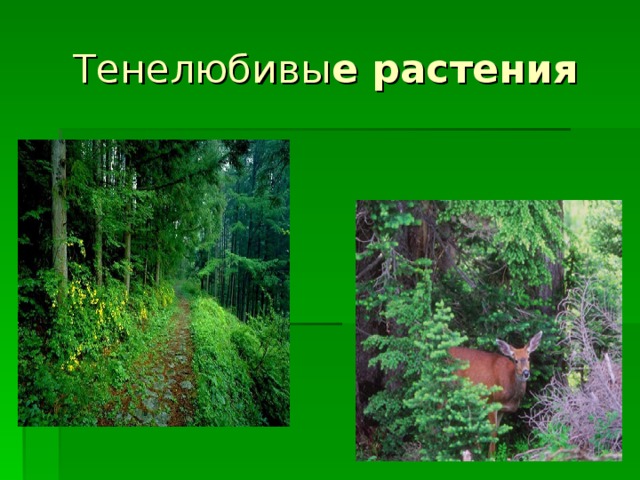 Тенелюбивы е растения