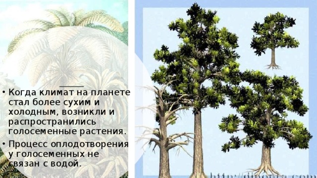 Когда климат на планете стал более сухим и холодным, возникли и распространились голосеменные растения. Процесс оплодотворения у голосеменных не связан с водой.