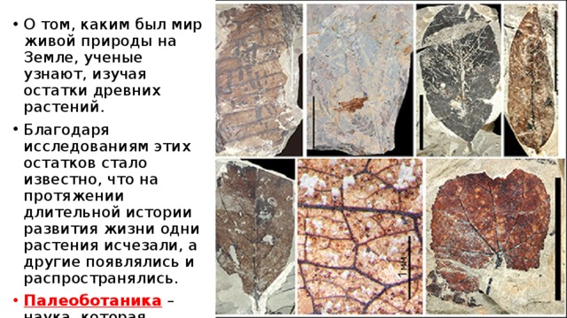 О том, каким был мир живой природы на Земле, ученые узнают, изучая остатки древних растений. Благодаря исследованиям этих остатков стало известно, что на протяжении длительной истории развития жизни одни растения исчезали, а другие появлялись и распространялись. Палеоботаника