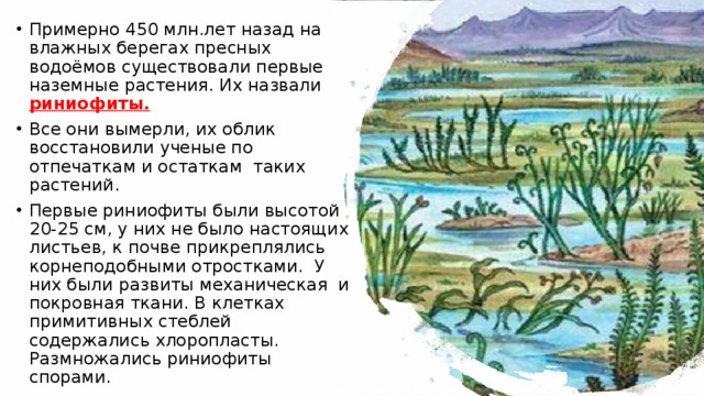 Примерно 450 млн.лет назад на влажных берегах пресных водоёмов существовали первые наземные растения. Их назвали риниофиты.