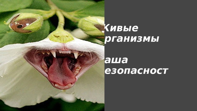 Живые организмы  и  наша безопасность