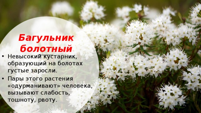 Багульник болотный