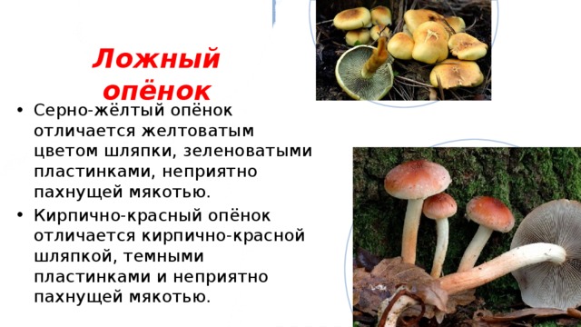 Ложный опёнок