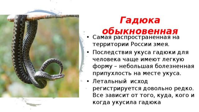 Гадюка обыкновенная