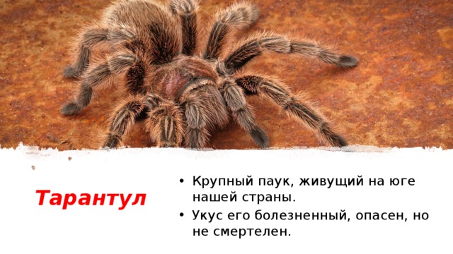 Тарантул