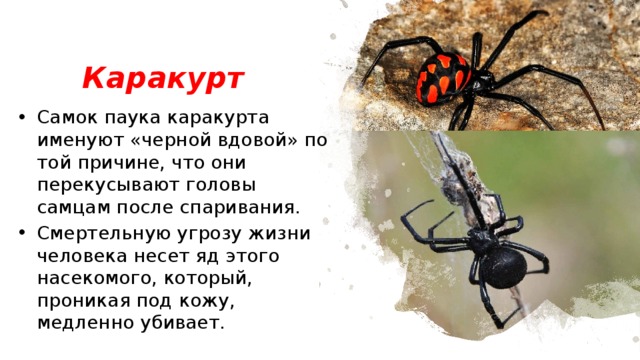 Каракурт