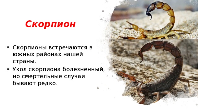 Скорпион