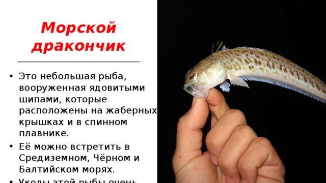 Морской дракончик