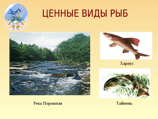 Хариус Река Порожная Таймень