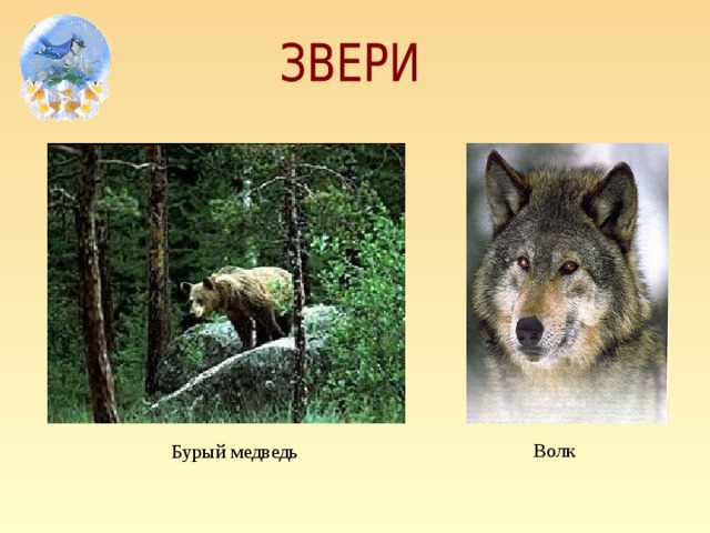 Бурый медведь  Волк
