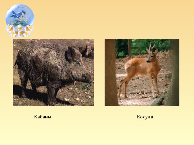 Кабаны Косули