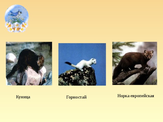 Норка европейская Куница Горностай
