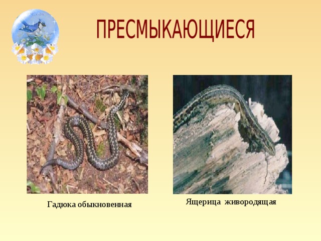 Ящерица живородящая Гадюка обыкновенная