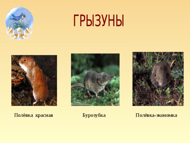 Полёвка красная Бурозубка Полёвка-экономка