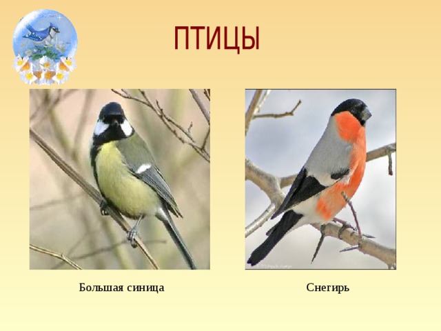 Большая синица Снегирь