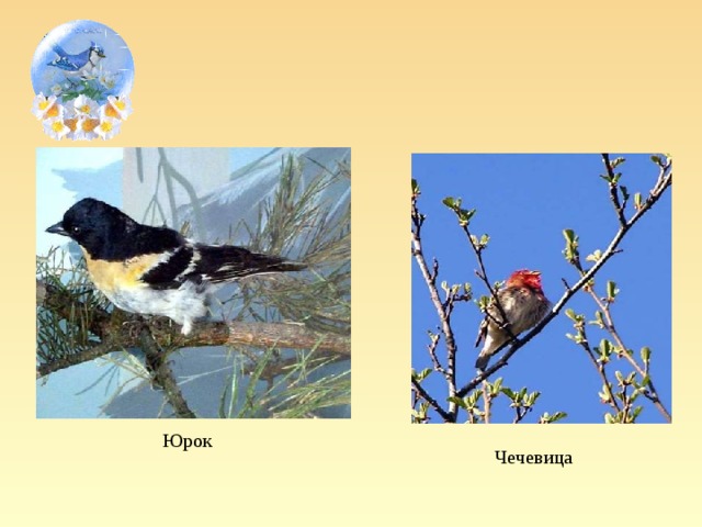 Юрок Чечевица