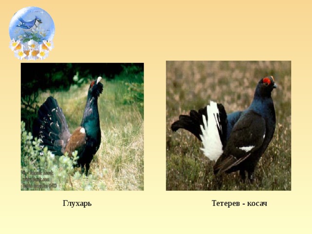 Глухарь Тетерев - косач