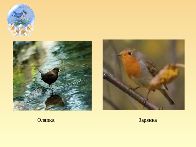 Оляпка Зарянка