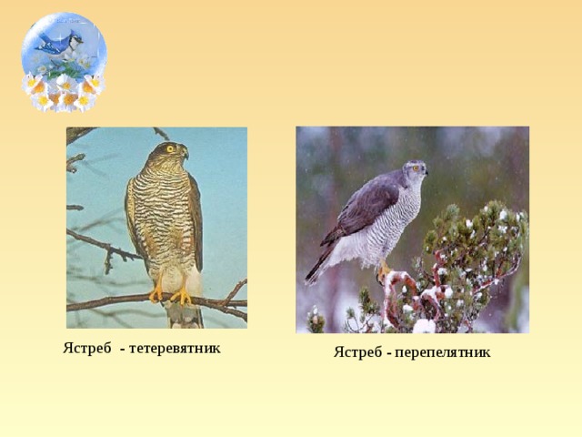 Ястреб - тетеревятник Ястреб - перепелятник
