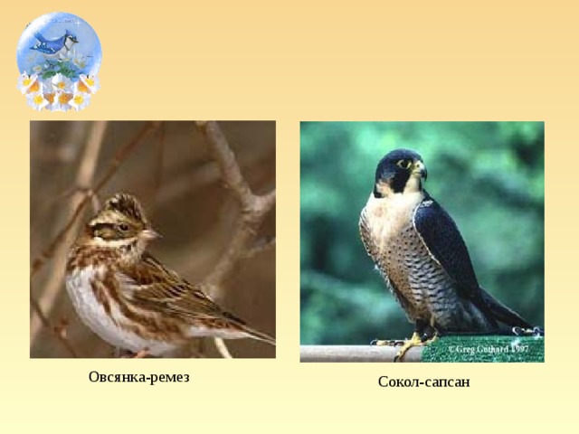 Овсянка-ремез Сокол-сапсан