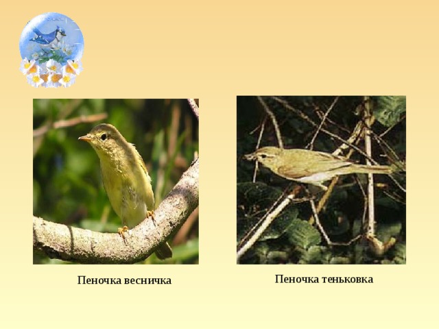 Пеночка теньковка Пеночка весничка