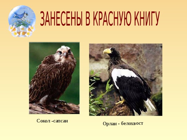 Орлан - белохвост Сокол -сапсан