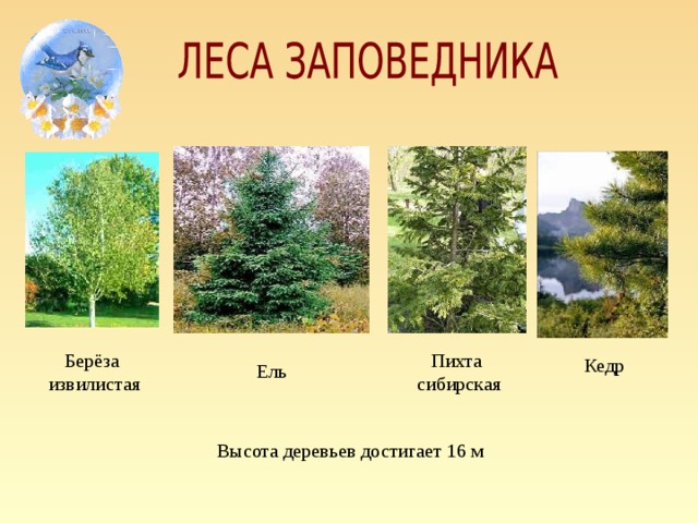 Высота деревьев достигает 16 м Берёза  извилистая Пихта сибирская Кедр Ель