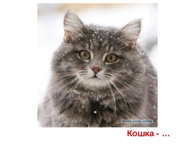 Кошка - …
