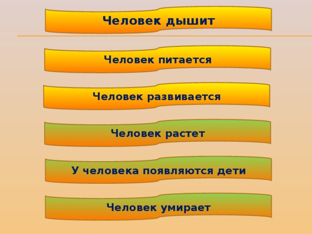 Человек дышит Человек питается Человек развивается Человек растет У человека появляются дети Человек умирает