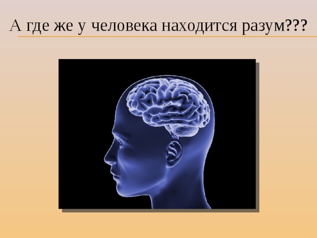 А где же у человека находится разум???