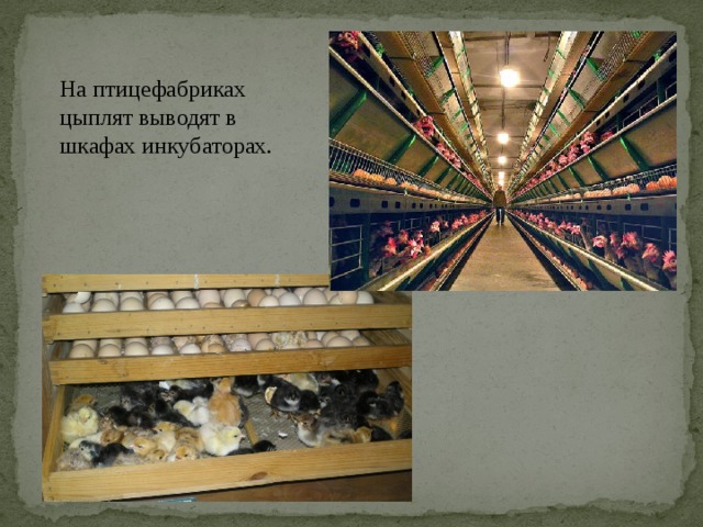 На птицефабриках цыплят выводят в шкафах инкубаторах.