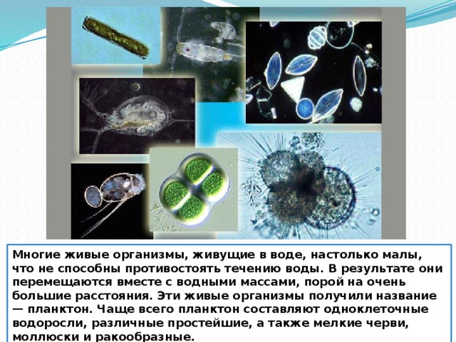 Многие живые организмы, живущие в воде, настолько малы, что не способны противостоять течению воды. В результате они перемещаются вместе с водными массами, порой на очень большие расстояния. Эти живые организмы получили название — планктон. Чаще всего планктон составляют одноклеточные водоросли, различные простейшие, а также мелкие черви, моллюски и ракообразные.