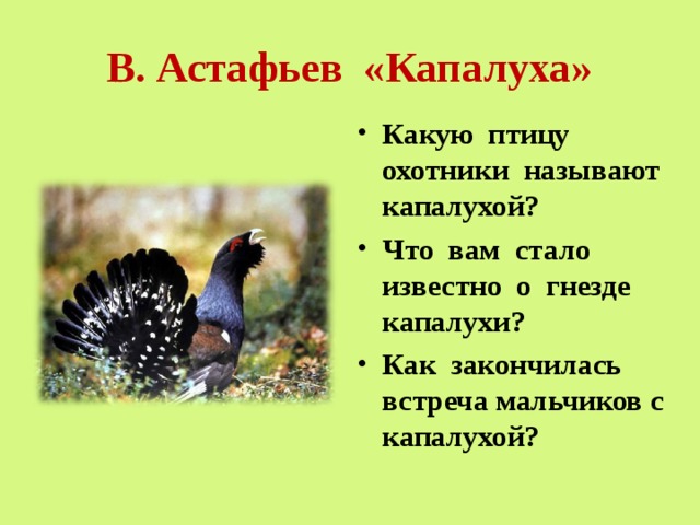 Капалуха литературное чтение. Капалуха Астафьев. Рассказ Капалуха Астафьев. Астафьев Капалуха 3 класс.