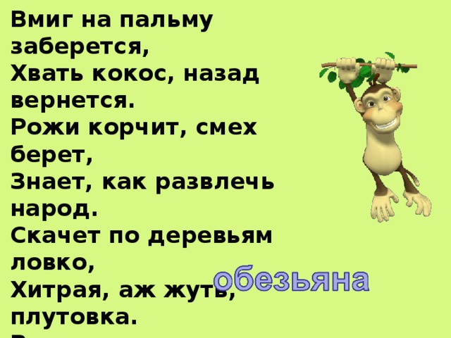 Вмиг на пальму заберется,  Хвать кокос, назад вернется.  Рожи корчит, смех берет,  Знает, как развлечь народ.  Скачет по деревьям ловко,  Хитрая, аж жуть, плутовка.  Все отдаст вам за бананы.  Любит есть их –