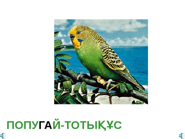 Попугайчик волнистый Отряд Попугаеобразные (Psittaciformes):   Семейство Попугаевые (Psittacidae):  ПОПУ ГА Й-ТОТЫҚҰС