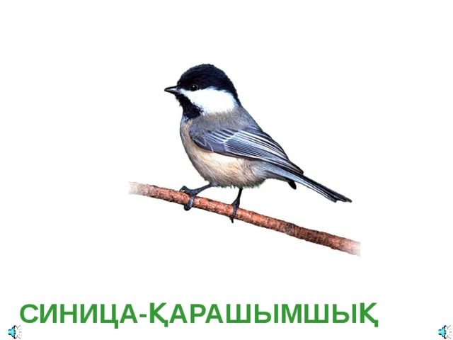 Parus major — Синица большая Отряд Воробьинообразные (Passeriformes):  Семейство Синицевые (Paridae):  СИНИЦА- ҚАРА ШЫМШЫҚ