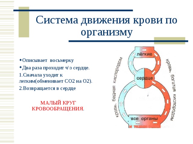 Система движения крови по организму Описывает восьмерку Два раза проходит ч\з сердце. 1.Сначала уходит к легким(обменивает СО2 на О2). 2.Возвращается в сердце МАЛЫЙ КРУГ КРОВООБРАЩЕНИЯ .