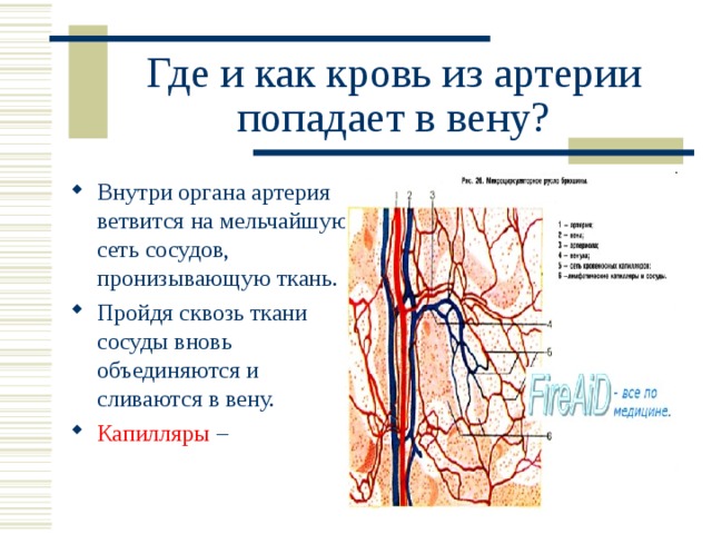 Направление движения крови вен. Переход крови из артериальной в венозную. Переход артерий в вены. Как попасть в Вену кровь.
