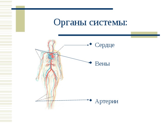 Органы системы: