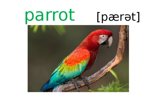 parrot [ pærət ] 
