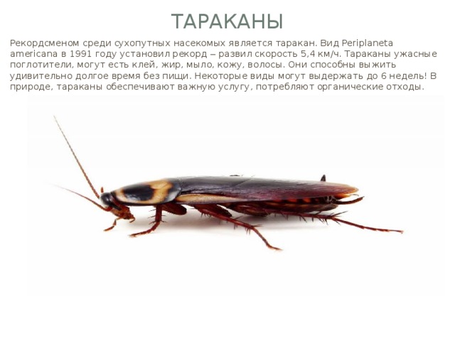 Тараканы Рекордсменом среди сухопутных насекомых является таракан. Вид Periplaneta аmericana в 1991 году установил рекорд ‒ развил скорость 5,4 км/ч. Тараканы ужасные поглотители, могут есть клей, жир, мыло, кожу, волосы. Они способны выжить удивительно долгое время без пищи. Некоторые виды могут выдержать до 6 недель! В природе, тараканы обеспечивают важную услугу, потребляют органические отходы.