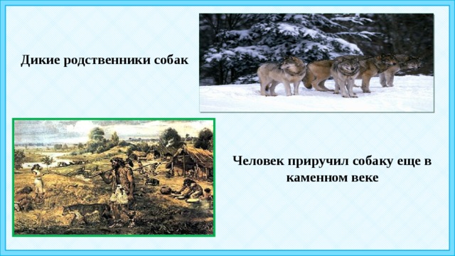 Родней родной собаки. Дикие родственники собаки. Дикие сородичи собак. Как человек приручил собаку. Дикие родственники кошки.