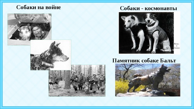 Собаки на войне Собаки - космонавты Памятник собаке Бальт