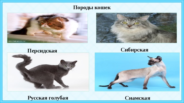 Породы кошек  Сибирская  Персидская Русская голубая  Сиамская