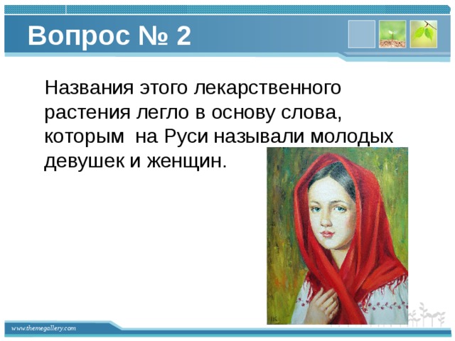 Вопрос № 2  Названия этого лекарственного растения легло в основу слова, которым на Руси называли молодых девушек и женщин.