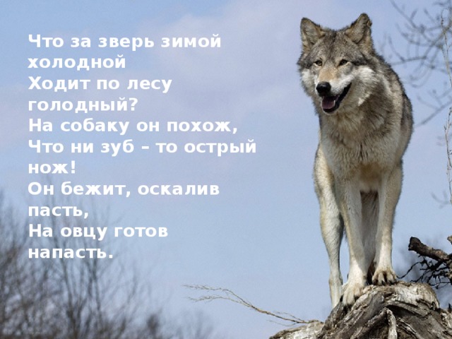 Что за зверь зимой холодной Ходит по лесу голодный? На собаку он похож, Что ни зуб – то острый нож! Он бежит, оскалив пасть, На овцу готов напасть.